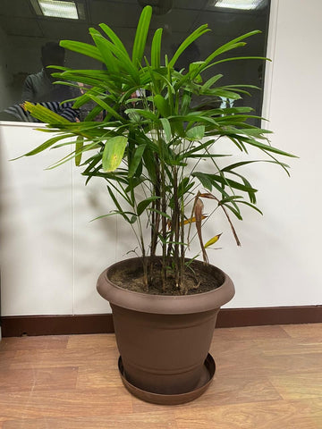Star design decorative plant pot